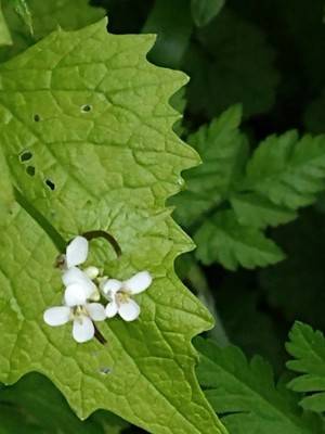photo of Garlic Mustard