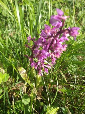 photo of Early Purple Orchid