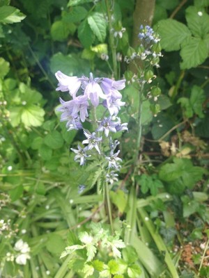 photo of Spanish Bluebell