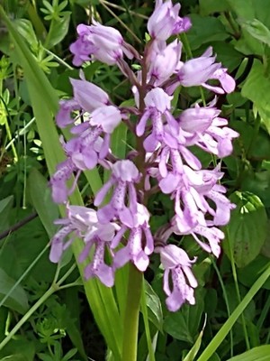 photo of Military Orchid
