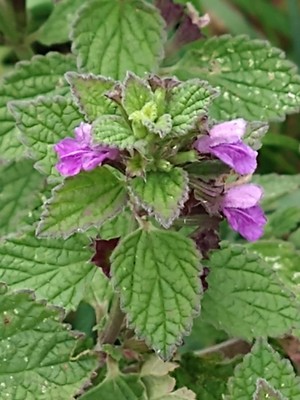 photo of Black Horehound