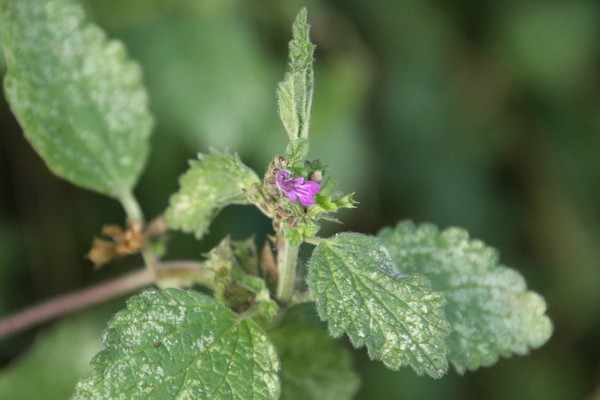photo of Black Horehound
