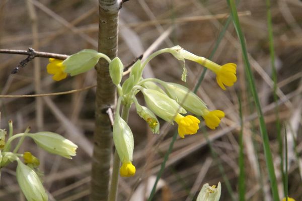 photo of Cowslip