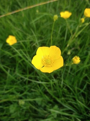 photo of Meadow Buttercup