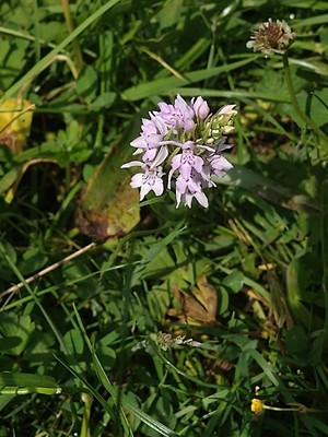 photo of Common Spotted Orchid