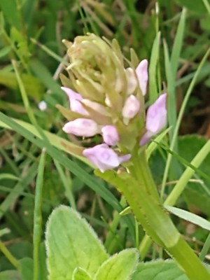 photo of Common Spotted Orchid
