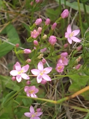 photo of Common Centaury