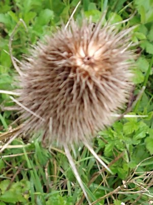 photo of Teasel