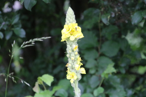 photo of Great Mullein