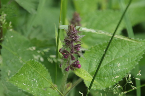 photo of Hedge Woundwort