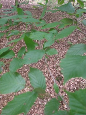 photo of American Beech