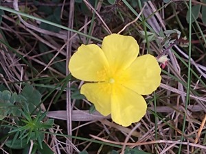 photo of Common Rockrose