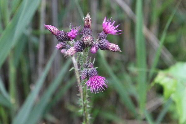 photo of Marsh Thistle