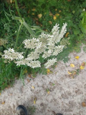 photo of Hogweed