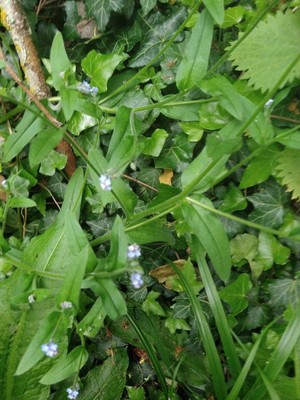 photo of Wood Forget Me Not
