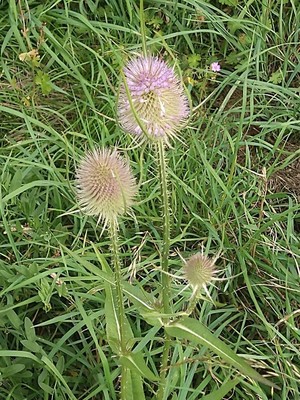 photo of Teasel