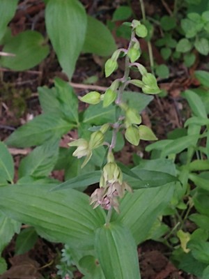 photo of Broad Leaved Helleborine