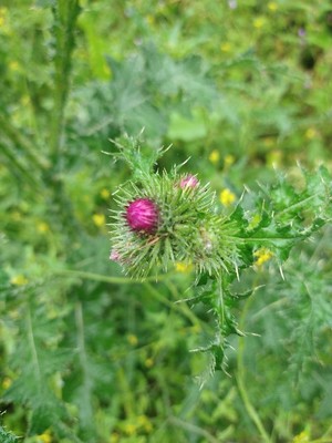 photo of Plumeless Thistle