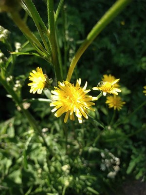 photo of Rough Hawk's Beard
