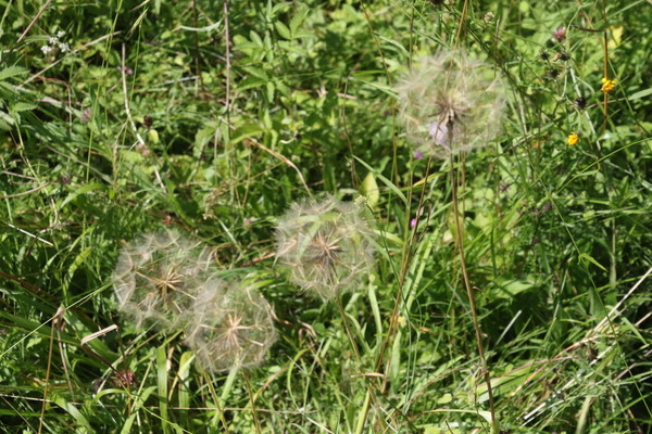 photo of Goat's Beard