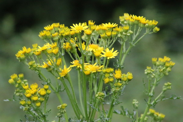 photo of Common Ragwort