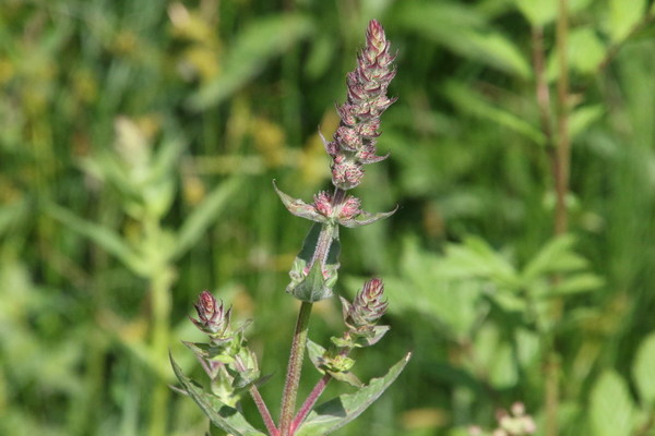 photo of Purple Loosestrife