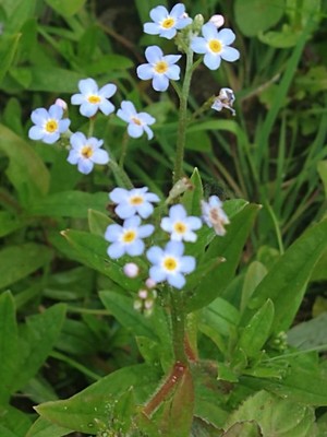 photo of Water Forget Me Not