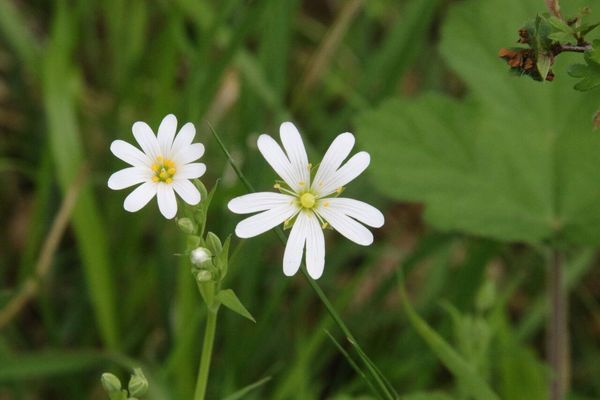 photo of Greater Stitchwort