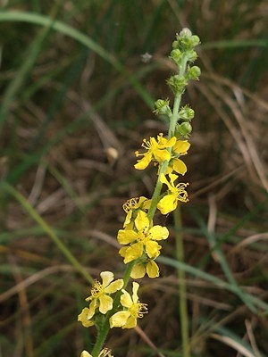 photo of Agrimony