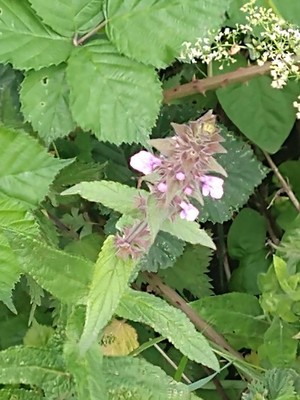 photo of Marsh Woundwort