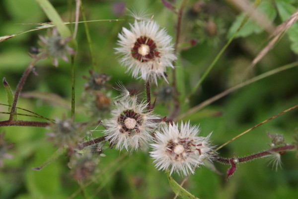 photo of Hawkweed Oxtongue