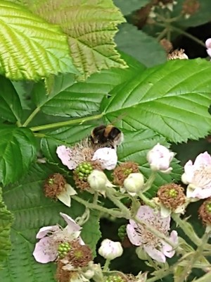 photo of Elm Leaved Bramble