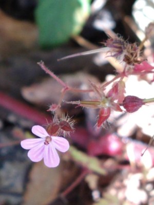 photo of Herb Robert