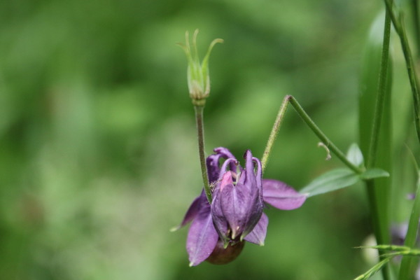 photo of Dark Columbine
