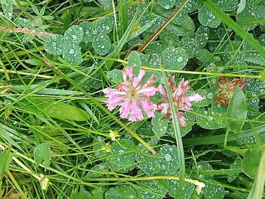 photo of Red Clover