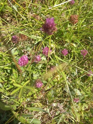 photo of Red Clover
