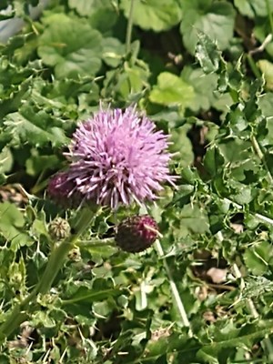 photo of Creeping Thistle
