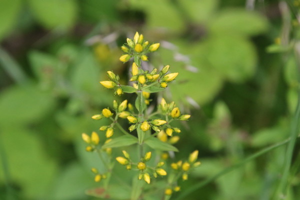 photo of Hairy St John's Wort