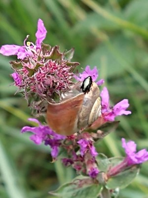 photo of Purple Loosestrife
