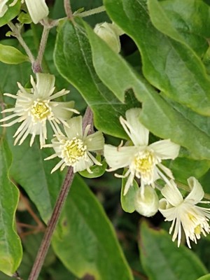 photo of Traveller's Joy