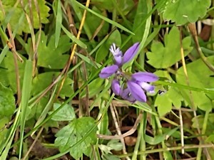 photo of Common Milkwort