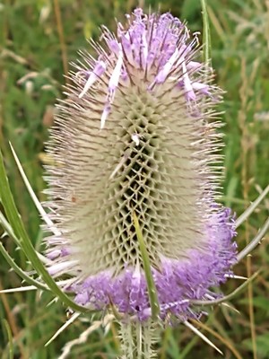 photo of Teasel