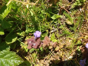 photo of Ground Ivy