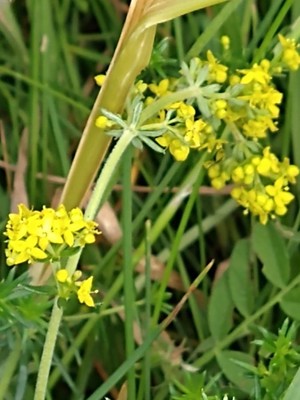 photo of Lady's Bedstraw