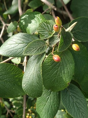 photo of Wayfaring Tree