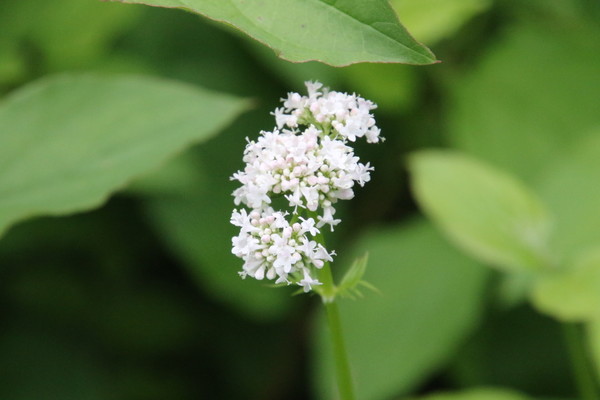 photo of Marsh Valerian