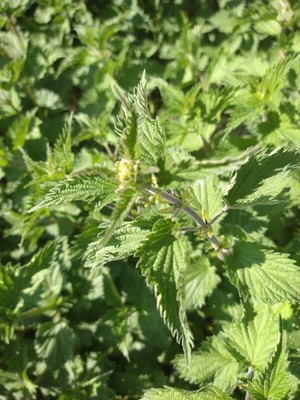 photo of Common Nettle