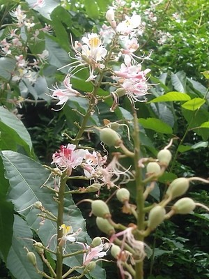 photo of Bottlebrush Buckeye