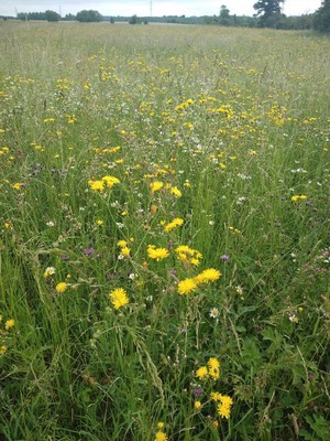 photo of Rough Hawk's Beard