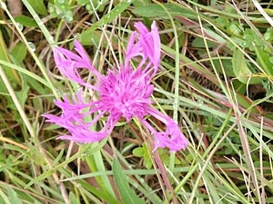 photo of Brown Knapweed